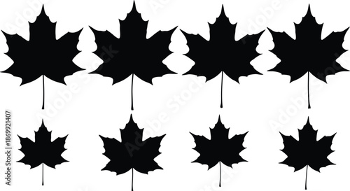  Black Maple Leaf Silhouette Set Isolated on White Background for Autumn Design Canadian Symbol Nature Graphics and Fall Foliage Vector Elements