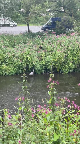 Heron By River, Wild Heron Hunts Among Reeds, Serene Scene Of Heron Stalking Prey By Water, Tranquil Riverside Habitat Shows Heron Searching For Food Amid Lush Vegetation And Reflective Water