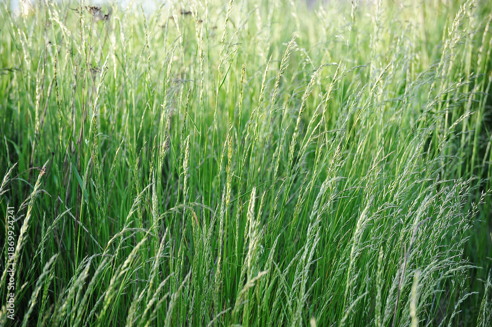 Obraz premium background of green summer grass