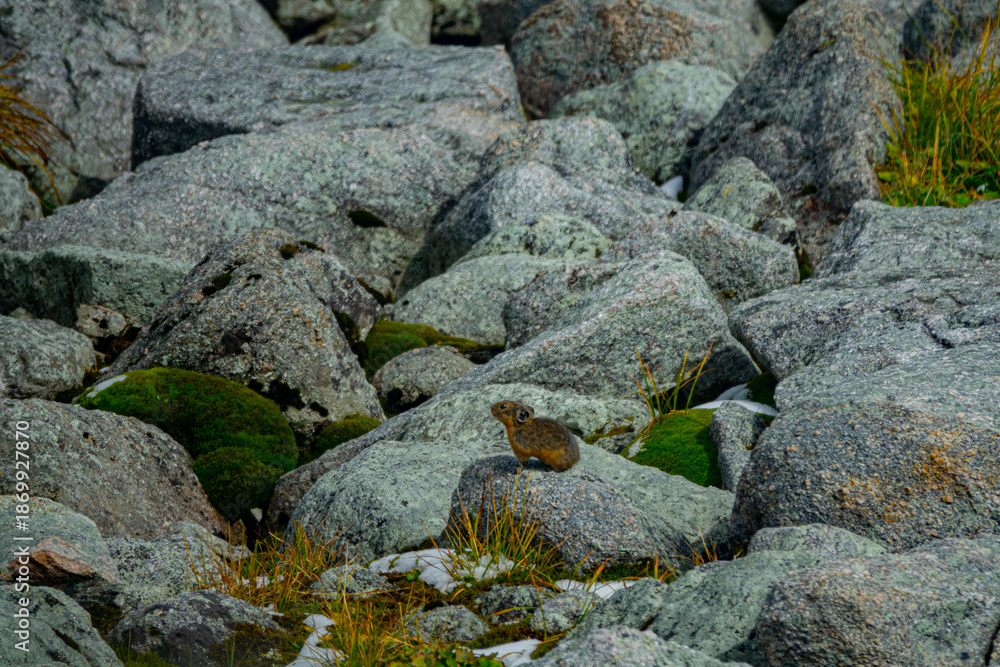 Obraz premium Block field, debris flow (corrom) mountains and typical inhabitants. Altai pika (Ochotona alpina), Sayan mountains, near Lake Baikal. Alpine belt of mountains