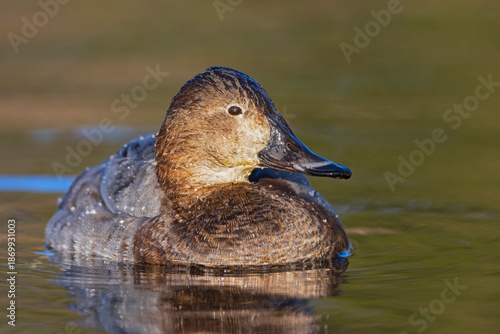 A female Common pochard (Aythya ferina) swimming in a lake.