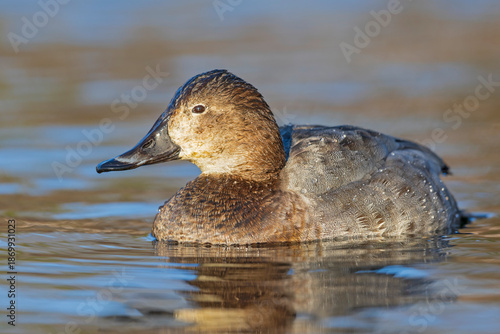 A female Common pochard (Aythya ferina) swimming in a lake.