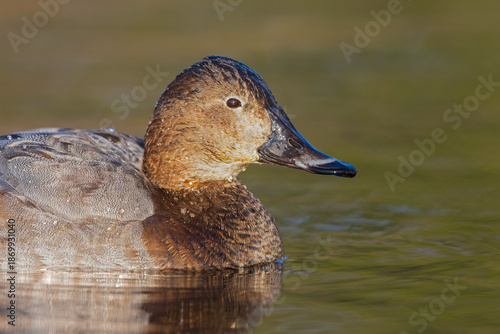 A portrait of a female Common pochard (Aythya ferina) swimming in a lake.