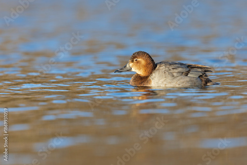 A female Common pochard (Aythya ferina) swimming in a lake.