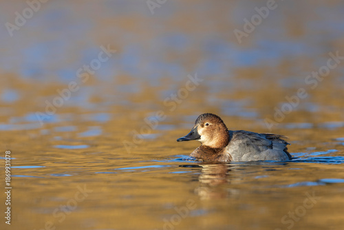 A female Common pochard (Aythya ferina) swimming in a lake.