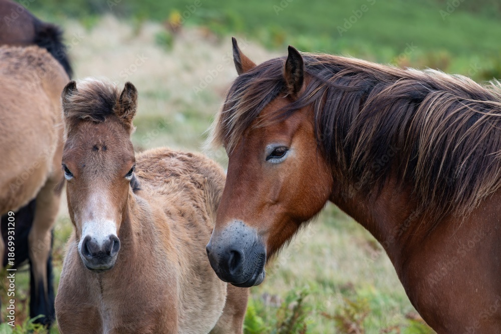 Fototapeta premium Head shot of a wild Exmoor pony with a foal