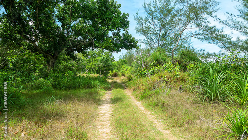 A pleasant village road along the sandy shore of the South China Sea. Exotic trees and herbs