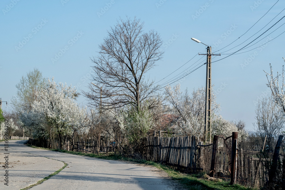 Fototapeta premium road in the park