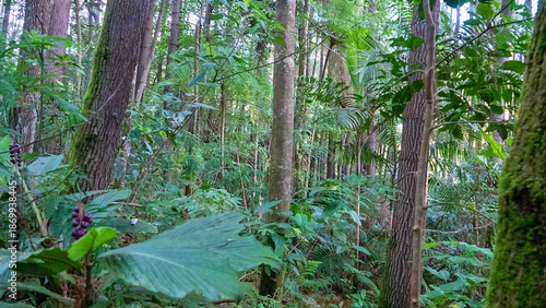 Photos Tropical rainforest on volcanic islands during monsoon season