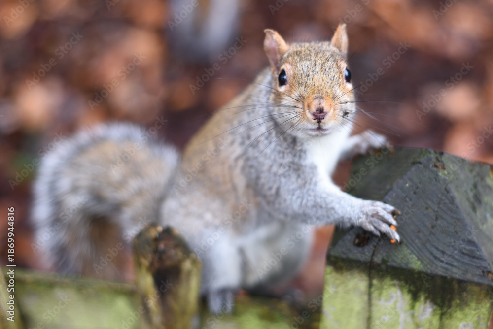 Obraz premium Squirrel in Holland Park, London UK. 8th January 2026