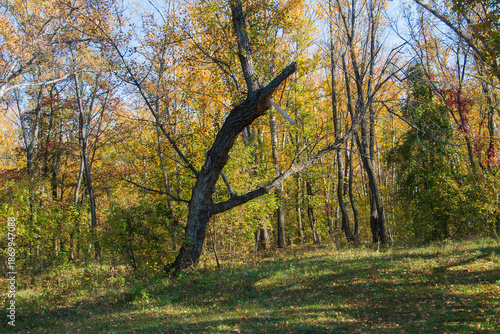 A tree trunk is leaning to the right in a forest