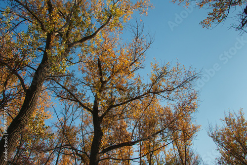 The sky is blue and the trees are full of leaves