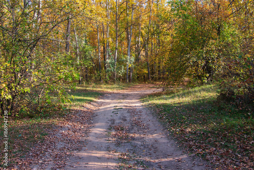 A dirt road in a forest with leaves on the ground