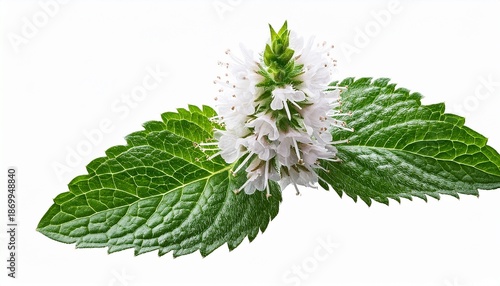 Blooming Peppermint Flower Isolated On Transparent Background