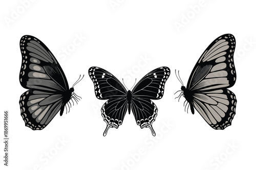 Butterfly collection: monarch, swallowtail, moths, intricate wing patterns