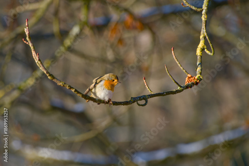 European robin resting on branch in natural habitat