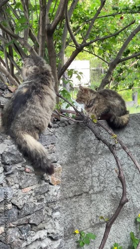 Cats Explore Outdoors, Cats Happily Investigate Lush Plants And Vinecovered Walls Outside, Feline Companions Explore And Scrutinize Vibrant Garden Scenery Filled With Greenery And Climbing Vines