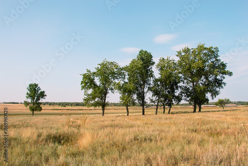 A field with trees and a clear blue sky in the background