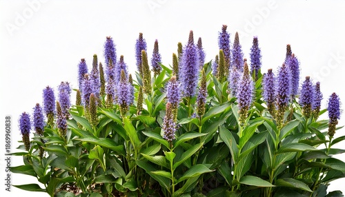 A Group Of Flowering Purple Pickerelweed Plants Isolated On Transparent Background