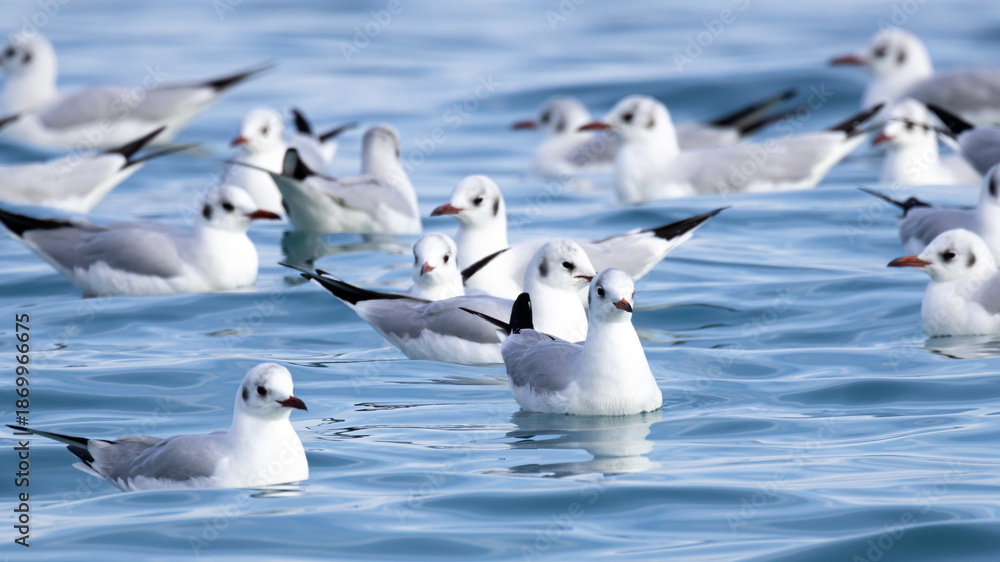 Fototapeta premium Black-headed Gulls (Chroicocephalus ridibundus) Floating on the Sea