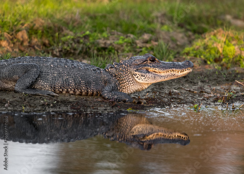 Sun Seeking Alligator in Pond