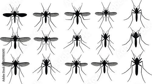 Black and white mosquito silhouettes with varying wing patterns insect