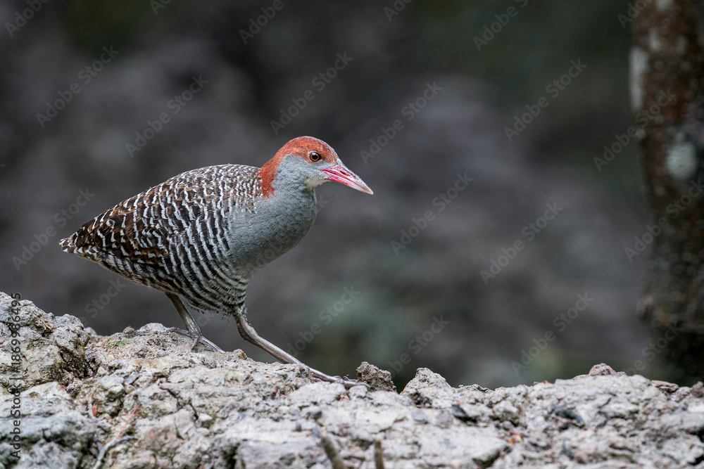 Obraz premium A Slaty-breasted Rail walks in the mud in the mangrove in Malaysia, Asia.