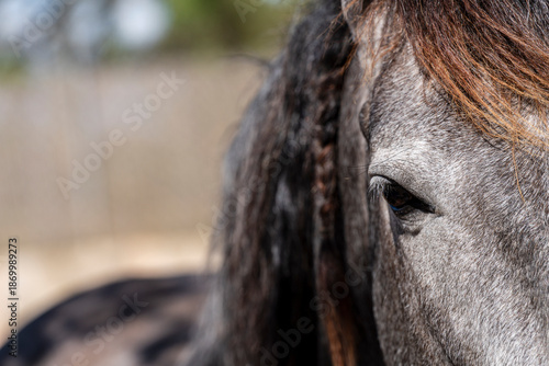 Purebred Spanish horse, Campos, Mallorca, Balearic Islands, Spain