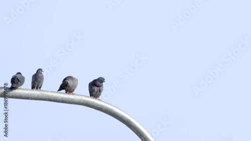 City Pigeons Perched on Cables. Urban Birds Resting on Electric Wires. Urban Wildlife Pigeons on Power Lines. Pigeons Sitting on Power Lines.