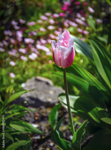 Wallpaper Mural A soft pink tulip stands against a backdrop of other flowers in the garden. Torontodigital.ca