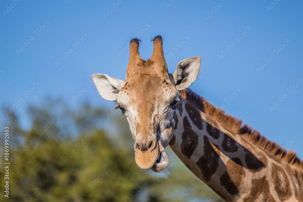 Naklejka premium portrait of a giraffe