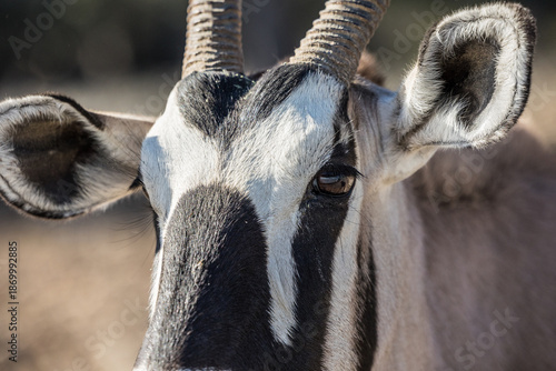 Gemsbok close up