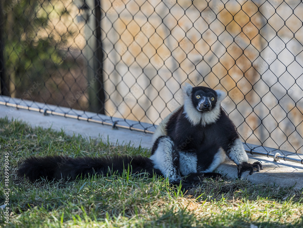 Obraz premium black and white lemur