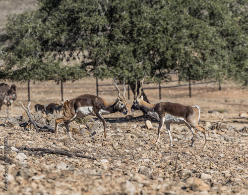 impala in the wild