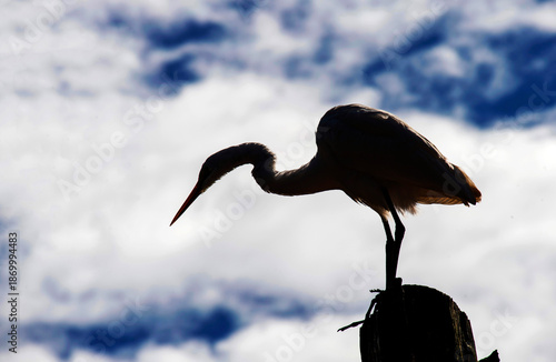 Great Egret (Ardea alba)