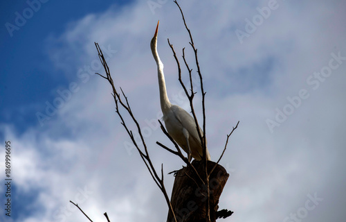 Great Egret (Ardea alba)