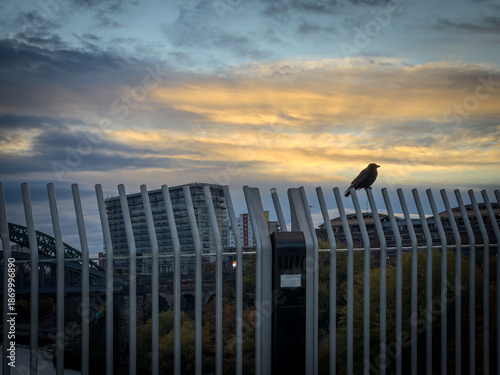 Crow sitting on Keel Crossing in Sunderland