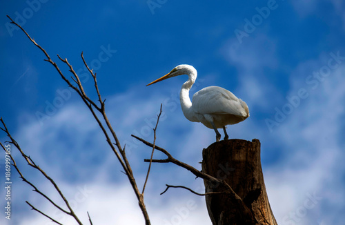 Great Egret (Ardea alba)