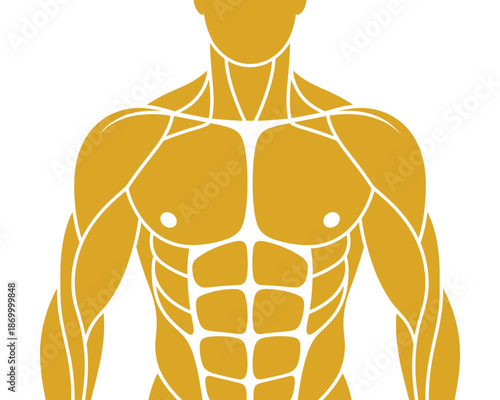 Muscular human body anatomy illustration in gold showing muscle groups and structure for fitness training or medical reference in health science or nutrition education diagrams for healthcare or bodyb