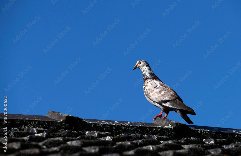 Fototapeta premium Rock Pigeon (Columba livia)
