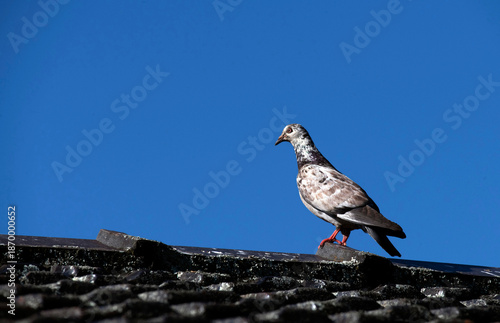 Rock Pigeon (Columba livia)