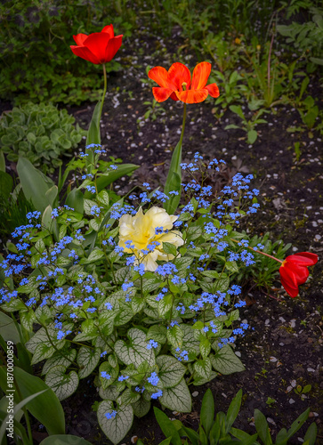 Wallpaper Mural Bright tulips blooming in the garden. Torontodigital.ca