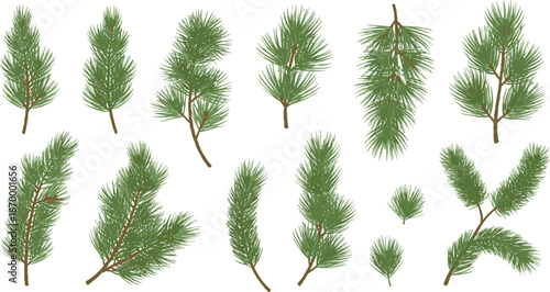 Various Pine Tree Branches on White Background with Green Leaves nature plants
