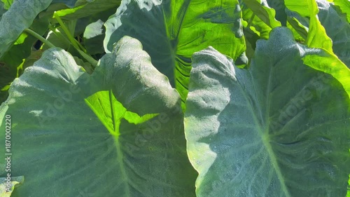 Close Up of Large Green Elephant Ear Leaves with Texture and Sunlight background