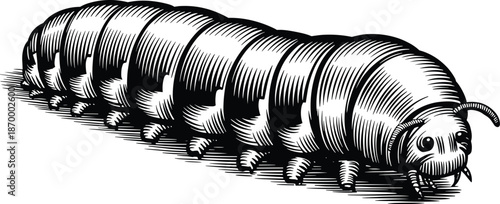 Detailed caterpillar insect larva crawling across white surface in vintage engraving hatching style illustration for biology textbooks science articles nature publications wildlife education environme