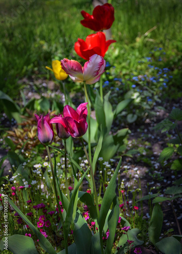 Wallpaper Mural Multicolored tulips blooming in the garden. Torontodigital.ca