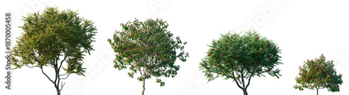 Set of Rhus typhina and Clerodendrum trichotomum blossoming frontal street trees isolated png on a transparent background perfectly cutout