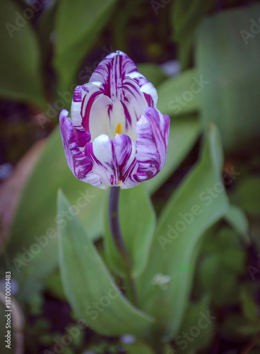 Wallpaper Mural A flat tulip blooming in the garden. Torontodigital.ca