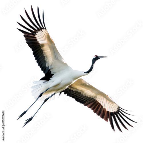 Flying crane bird in side view with spread wings, realistic wild bird isolated on transparent background