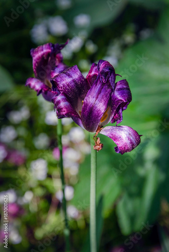 Wallpaper Mural Purple tulips at the end of their bloom in the garden. Torontodigital.ca